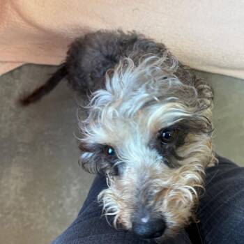 Mixed Breed Dogs Available for Adoption - Twinkie | PetCurious