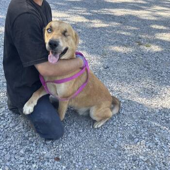 Pop Eye -  Golden Retriever Dog for Adoption in Clanton, Alabama - Pop Eye | PetCurious