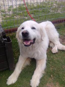 Great Pyrenees Dogs Available for Adoption in Spring, Texas - Pancake | PetCurious