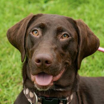 Biscotti -  Labrador Retriever and Pointer Dog for Adoption in Columbia, South Carolina - Biscotti | PetCurious