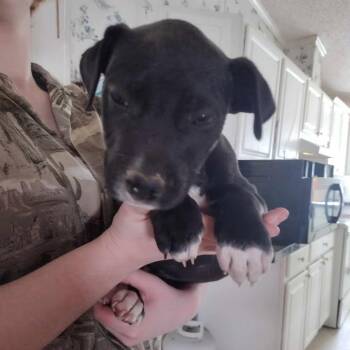 Labrador Retriever and Mixed Breed Dogs Available for Adoption - Roscoe 030403A | PetCurious