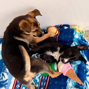 Will -  Labrador Retriever and Border Collie Dog Available for Adoption in Green Bay, Wisconsin - Will | PetCurious