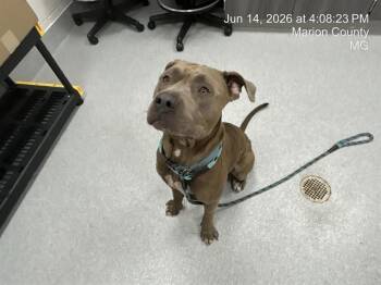 DONATELLO -  Pit Bull Terrier and Mixed Breed Dog for Adoption in Ocala, Florida - DONATELLO | PetCurious