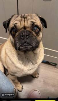Pug Dogs Available for Adoption - Moose | PetCurious
