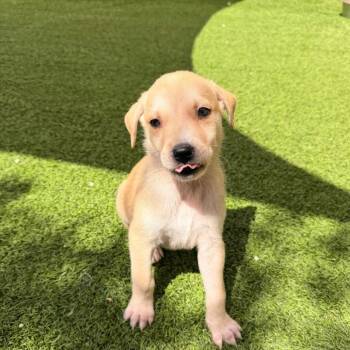 Honey 2218 -  Mixed Breed Dog for Adoption in Loxahatchee Groves, Florida - Honey 2218 | PetCurious