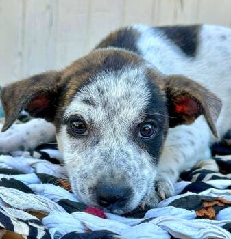 Rescue Mixed Breed Dogs for Adoption in Groveland, Massachusetts - Erica Barry | PetCurious