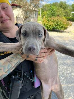 Clarinet -  Boxer and Pit Bull Terrier Dog for Adoption in Hillsboro, Ohio - Clarinet | PetCurious