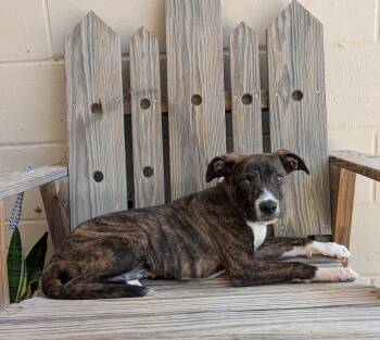 Rescue Boxer Dogs for Adoption in Parsons, Kansas - Judah | PetCurious