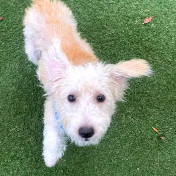 Alfredo -  Poodle and Maltese Dog for Adoption in Fort Lauderdale, Florida - Alfredo | PetCurious