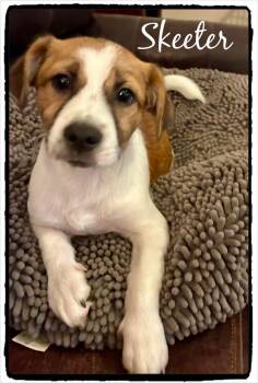 Skeeter -  Mixed Breed Dog for Adoption in Farmingdale, New York - Skeeter | PetCurious