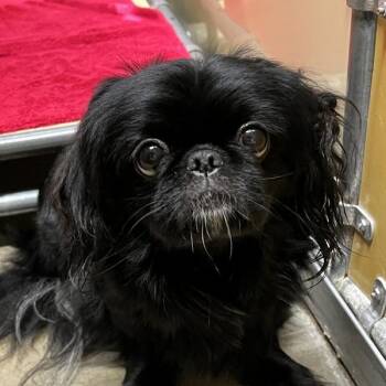 Pepper -  Pekingese Dog for Adoption in Sioux City, Iowa - Pepper | PetCurious