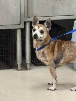 (207) -  Chihuahua Dog for Adoption in Marietta, Georgia - (207) | PetCurious