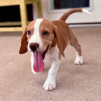 Scout - Missouri (S26-137) -  Beagle Dog for Adoption in Peyton, Colorado - Scout - Missouri (S26-137) | PetCurious