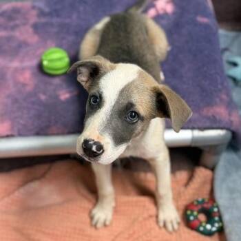Charlie -  Mixed Breed Dog for Adoption in Asheville, North Carolina - Charlie | PetCurious