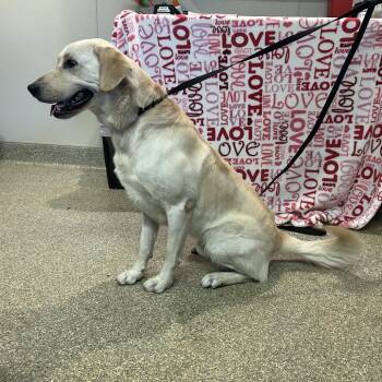 IVHS-Stray-142673 -  Yellow Labrador Retriever Dog for Adoption in San Gabriel, California - IVHS-Stray-142673 | PetCurious