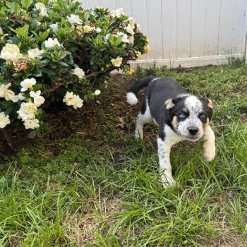 Remi -  Australian Cattle Dog Blue Heeler Dog for Adoption in Wake Forest, North Carolina - Remi | PetCurious