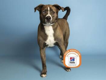 BUSTER -  Pit Bull Terrier Dog for Adoption in Phoenix, Arizona - BUSTER | PetCurious