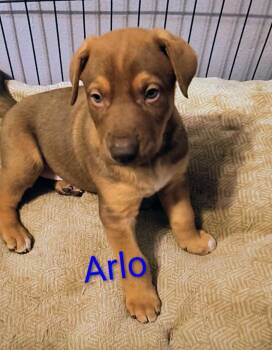 Doberman Pinscher and German Shepherd Dog Dogs Available for Adoption in Thompson Falls, Montana - Arlo | PetCurious
