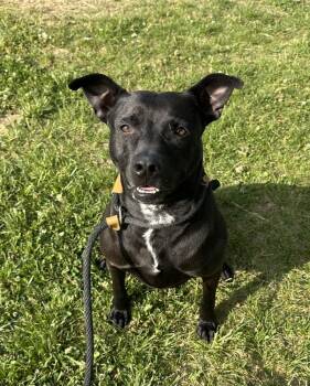 Athena -  Pit Bull Terrier Dog Available for Adoption in Evansville, Indiana - Athena | PetCurious