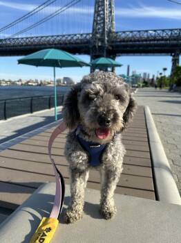 Fluto -  Poodle Dog for Adoption in New York, New York - Fluto | PetCurious