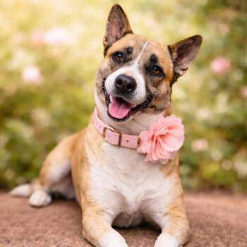 FAITH GS -  German Shepherd Dog Dog for Adoption in Lucas, Texas - FAITH GS | PetCurious