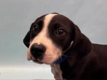 Snoop Dogg -  Hound and Mixed Breed Dog for Adoption in Golden Valley, Minnesota - Snoop Dogg | PetCurious