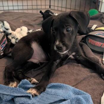 Carlisle -  Terrier and Mixed Breed Dog for Adoption in Campton Hills, Illinois - Carlisle | PetCurious