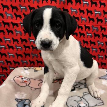 J. Crew -  Pit Bull Terrier and Mixed Breed Dog for Adoption in Washburn, Missouri - J. Crew | PetCurious