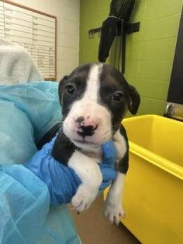 Cremini -  Mixed Breed Dog for Adoption in Wichita, Kansas - Cremini | PetCurious