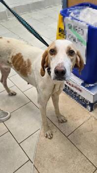 Bella -  Treeing Walker Coonhound Dog for Adoption in Disputanta, Virginia - Bella | PetCurious