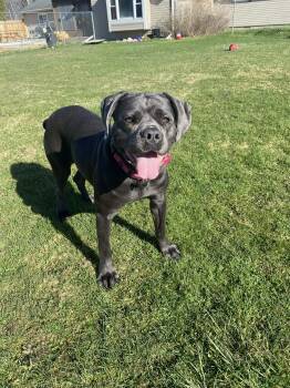 Neapolitan Mastiff and Cane Corso Dogs Available for Adoption - Cypress! DNA Tested! Adoption Fee Paid!  | PetCurious