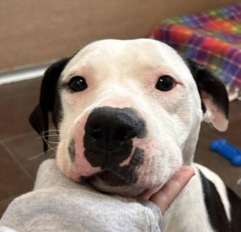 Pit Bull Terrier Dogs Available for Adoption in Des Moines, Iowa - Freida | PetCurious