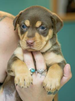 KONA -  Rottweiler and Labrador Retriever Dog for Adoption in Globe, Arizona - KONA | PetCurious