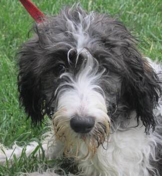 English Springer Spaniel and Poodle Dogs Available for Adoption in Paris, Kentucky - Verte | PetCurious