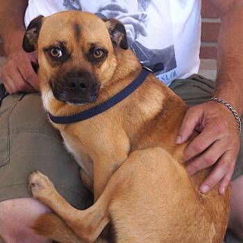 Rescue Pug and Terrier Dogs for Adoption in Carrollton, Texas - Kirby | PetCurious