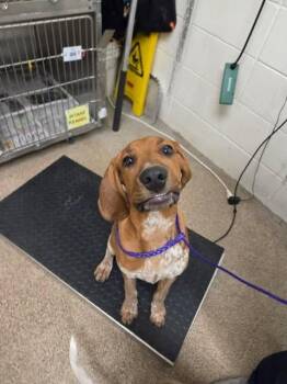 Shaggy -  Bloodhound Dog for Adoption in Fruit Heights, Utah - Shaggy | PetCurious