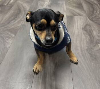 Chihuahua Dogs Available for Adoption - Soto | PetCurious