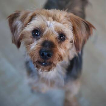 Jack -  Yorkshire Terrier and Terrier Dog for Adoption in Potomac, Maryland - Jack | PetCurious