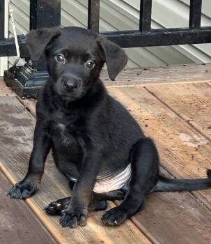 Mack -  Labrador Retriever Dog for Adoption in Barnhart, Missouri - Mack | PetCurious