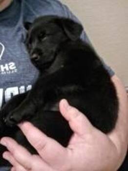 Belle -  German Shepherd Dog Dog for Adoption in Mineral Point, Wisconsin - Belle | PetCurious
