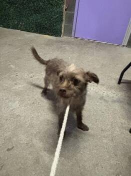 61546196 -  Chihuahua and Terrier Dog for Adoption in El Paso, Texas - 61546196 | PetCurious