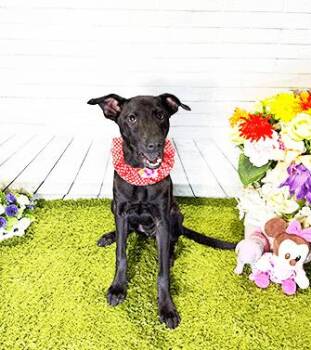 Rescue Labrador Retriever Dogs for Adoption in Castro Valley, California - JEANLA | PetCurious