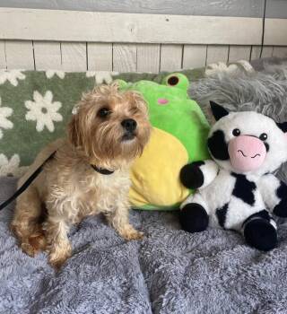 Yorkshire Terrier and Wirehaired Terrier Dogs Available for Adoption - Rocci | PetCurious