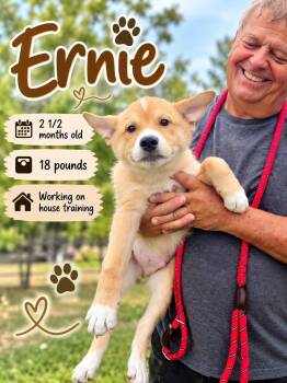Ernie -  Labrador Retriever Dog for Adoption in Fort Worth, Texas - Ernie | PetCurious