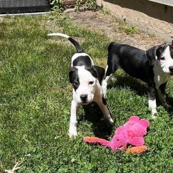 Meena -  Boxer Dog for Adoption in Patchogue, New York - Meena | PetCurious