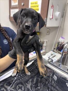 BUMBLEBEE -  German Shepherd Dog and Mixed Breed Dog Available for Adoption in Norco, California - BUMBLEBEE | PetCurious