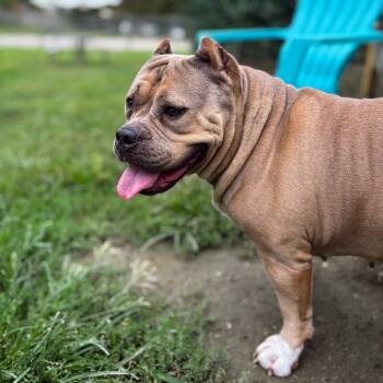 Rescue American Bulldog Dogs for Adoption in San Jacinto, California - Luna | PetCurious