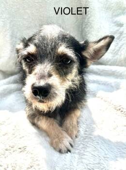 Yorkshire Terrier and Terrier Dogs Available for Adoption in Logan, Utah - Violet | PetCurious