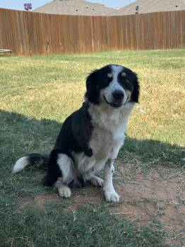 Skip -  Australian Shepherd Dog for Adoption in Shawnee, Oklahoma - Skip | PetCurious