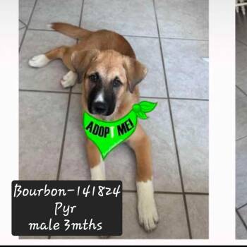 Bourbon -  Great Pyrenees and Boxer Dog for Adoption in New Tazewell, Tennessee - Bourbon | PetCurious